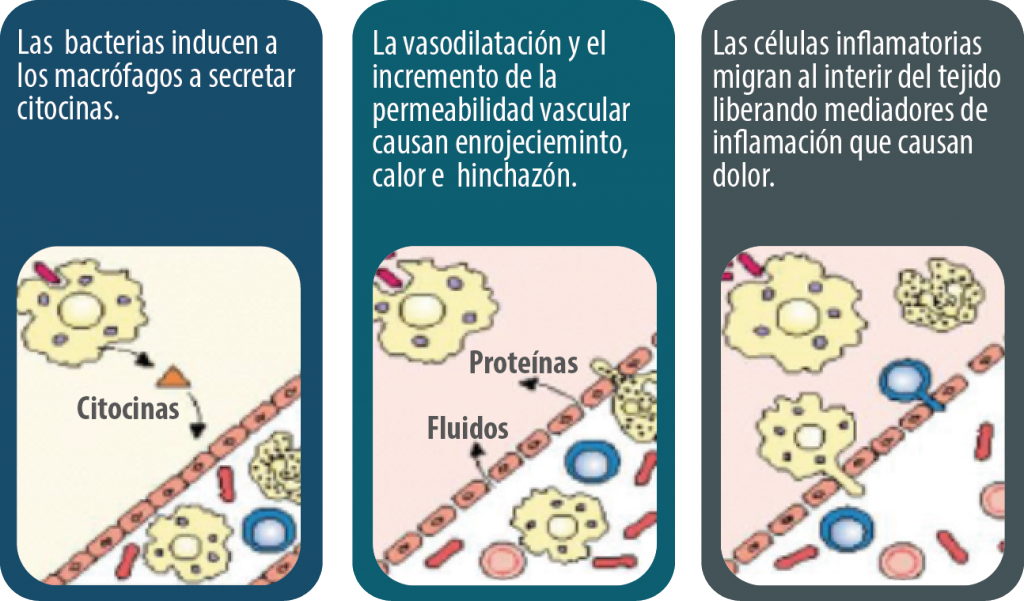 Unidad didáctica 2: Mecanismos de defensa e inmunidad - Licenciatura en