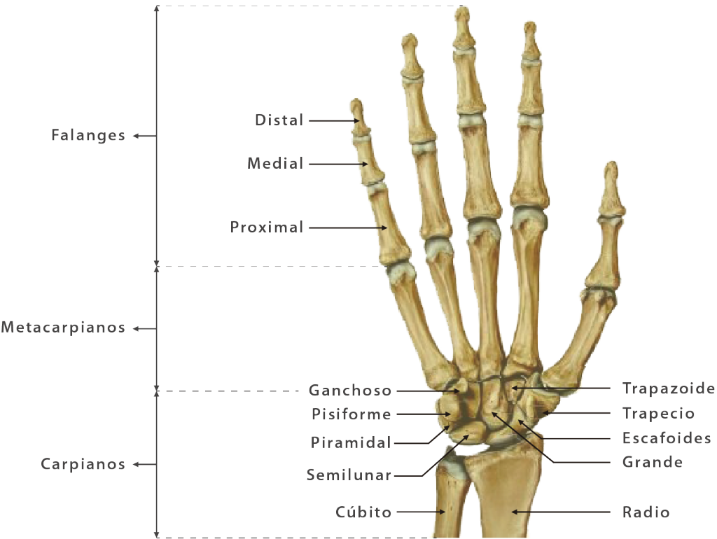 Huesos De La Mano Vista Anterior Y Posterior blogs.ugto.mx