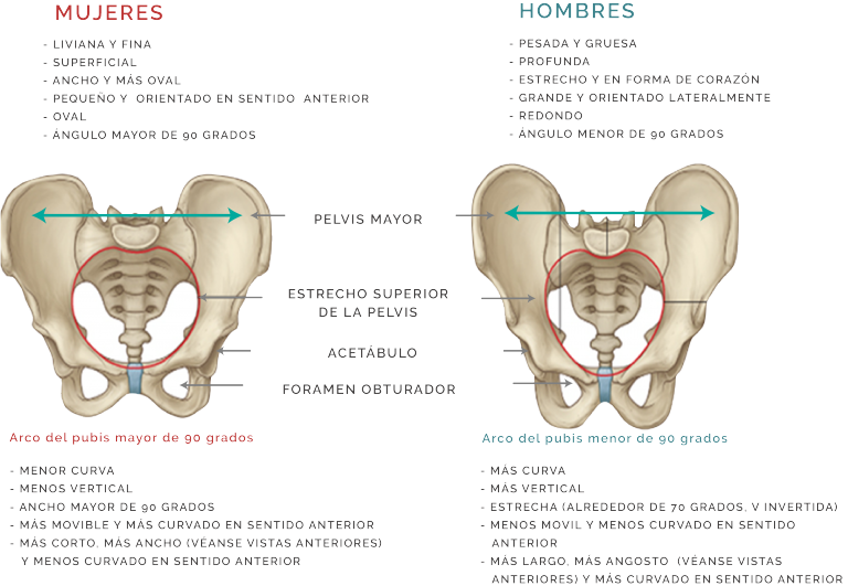 Unidad didáctica 1: Anatomía y Fisiología del Sistema Reproductor