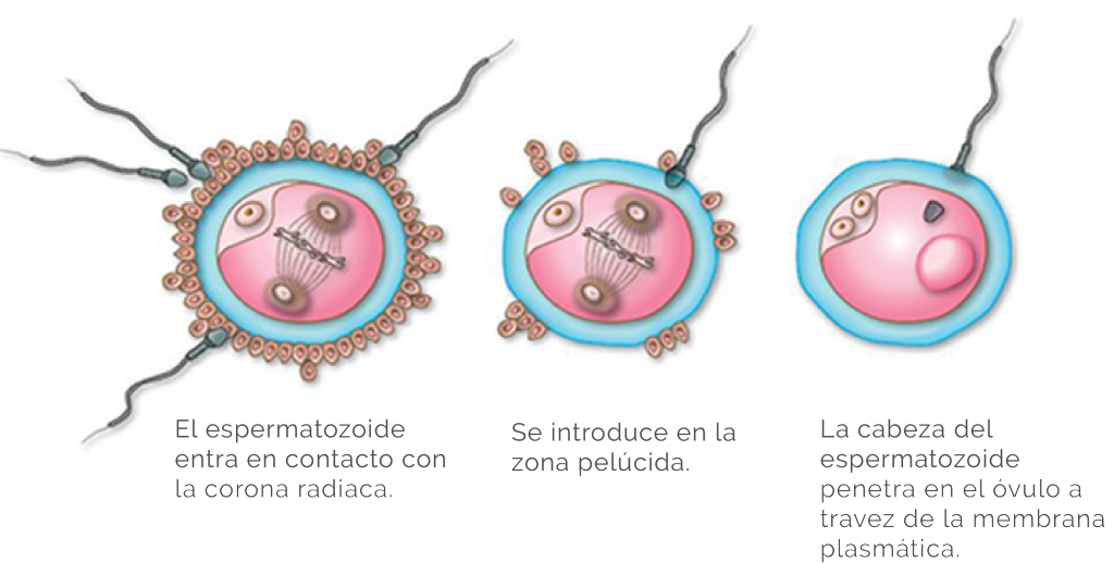 Aspectos Biofisicos De La Reproduccion Humana blogs.ugto.mx