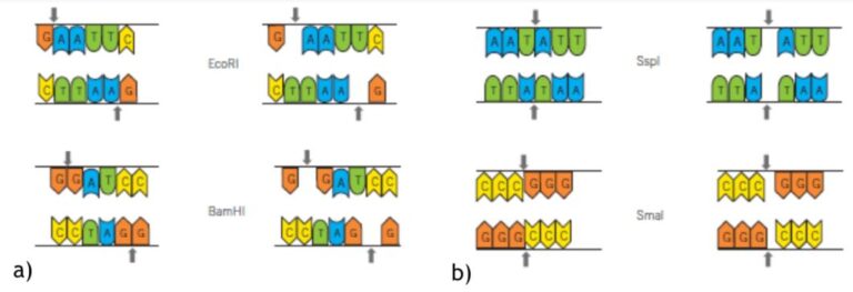 Clase digital 14. Tecnología del ADN recombinante - Recursos Educativos ...