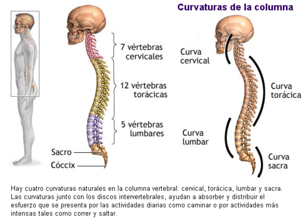 Clase digital 7. El sistema esquelético - Recursos Educativos Abiertos
