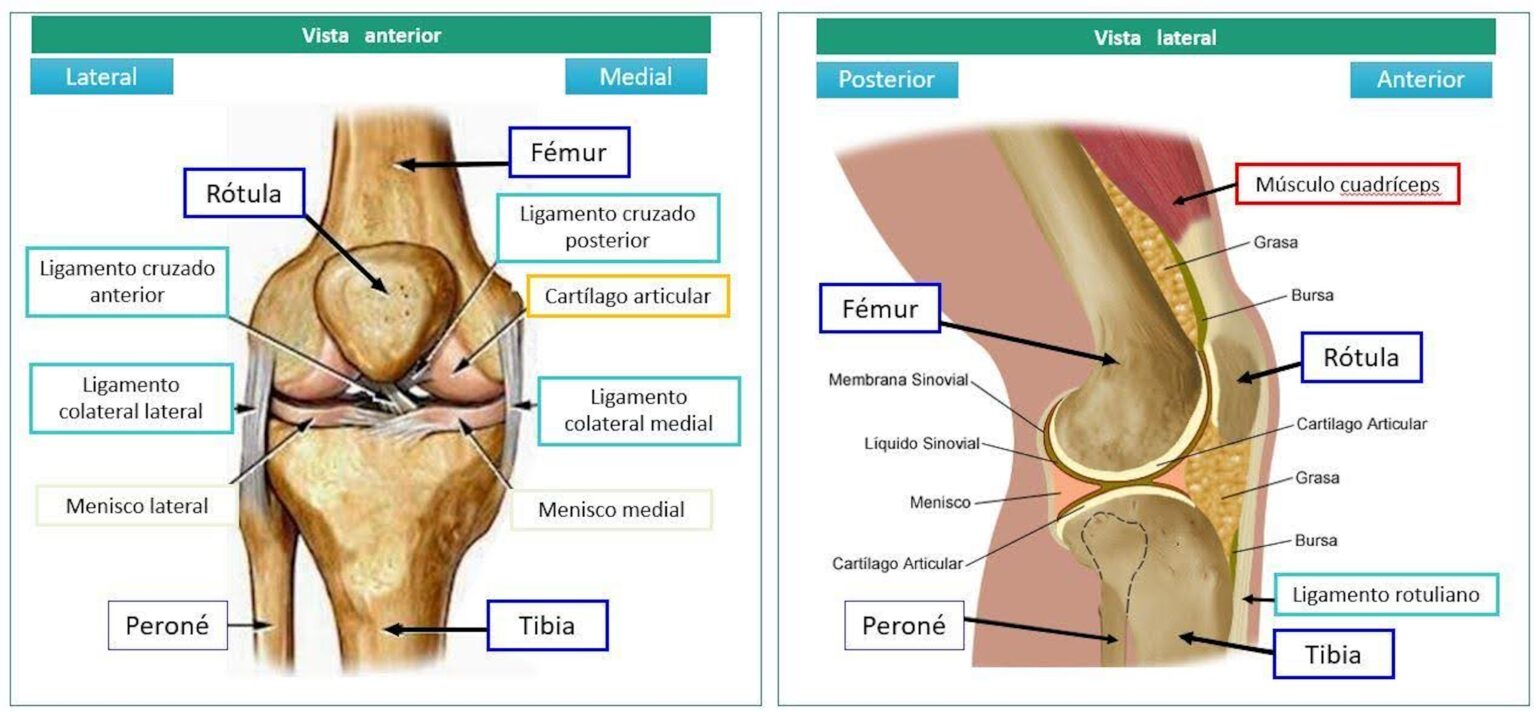 Clase digital 1. Anatomía de la rodilla - Recursos Educativos Abiertos